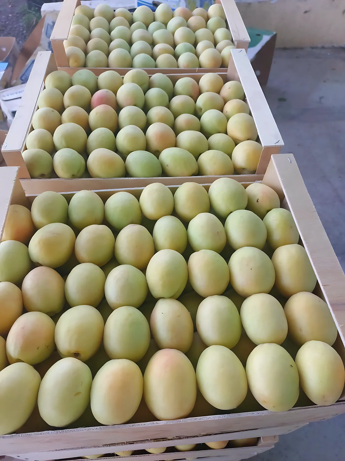 Fresh Armenian apricots neatly packed in wooden trays