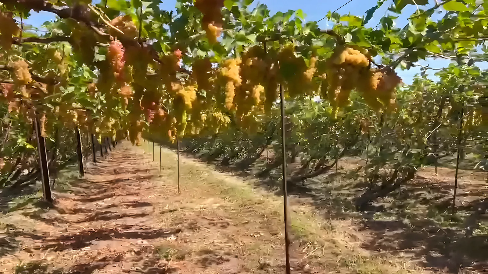 Golden-pink grape bunches hanging along a trellised vineyard row