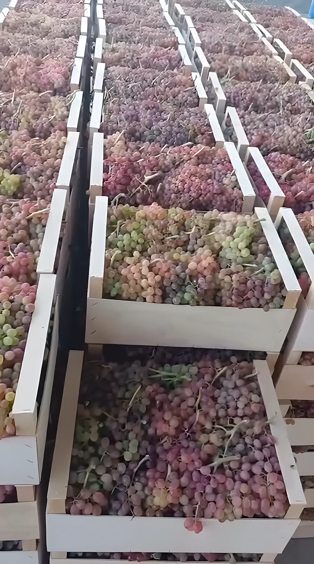 Stacked wooden export crates filled with sorted table grapes