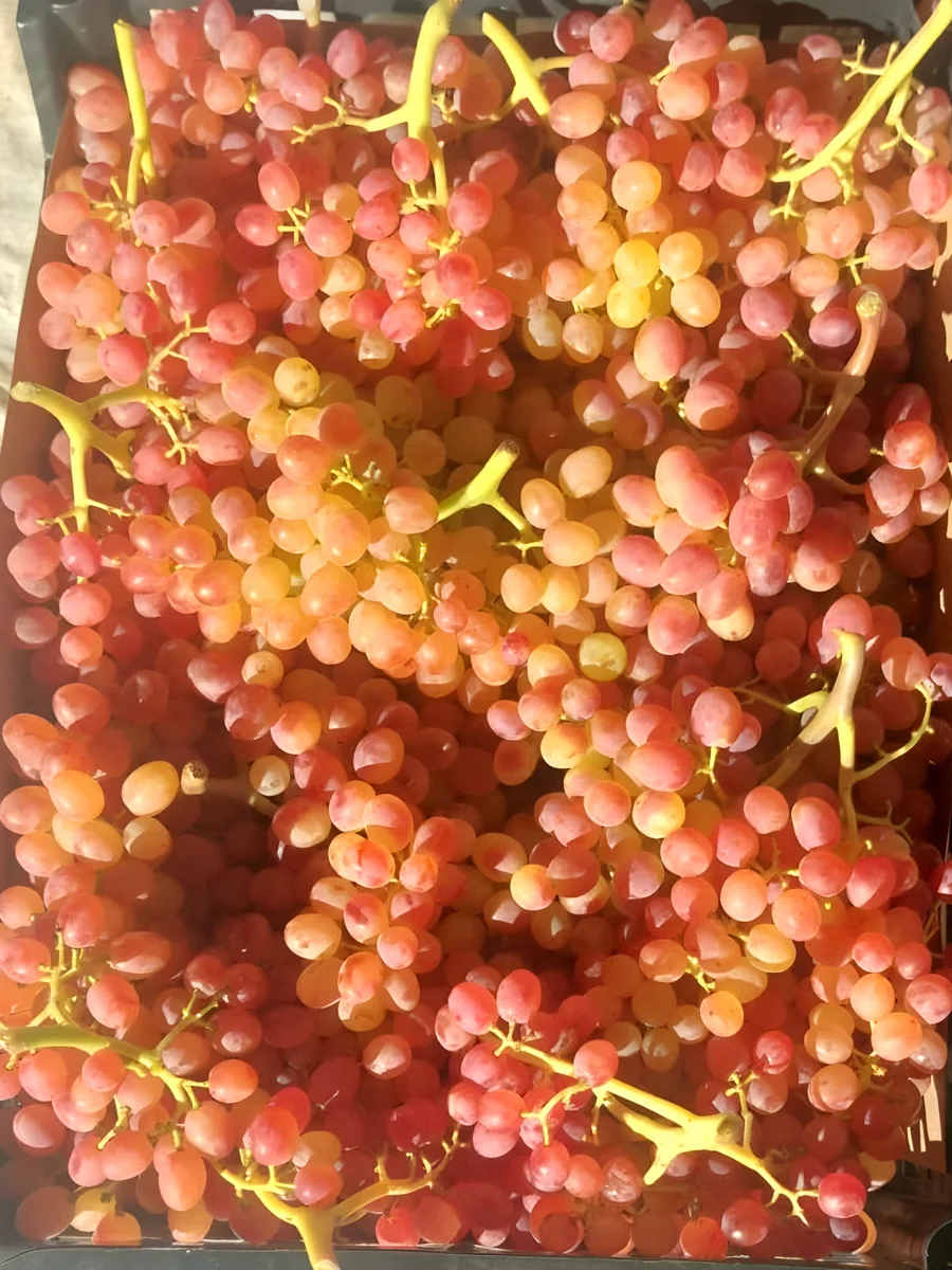 A field crate filled with freshly picked pink table grapes