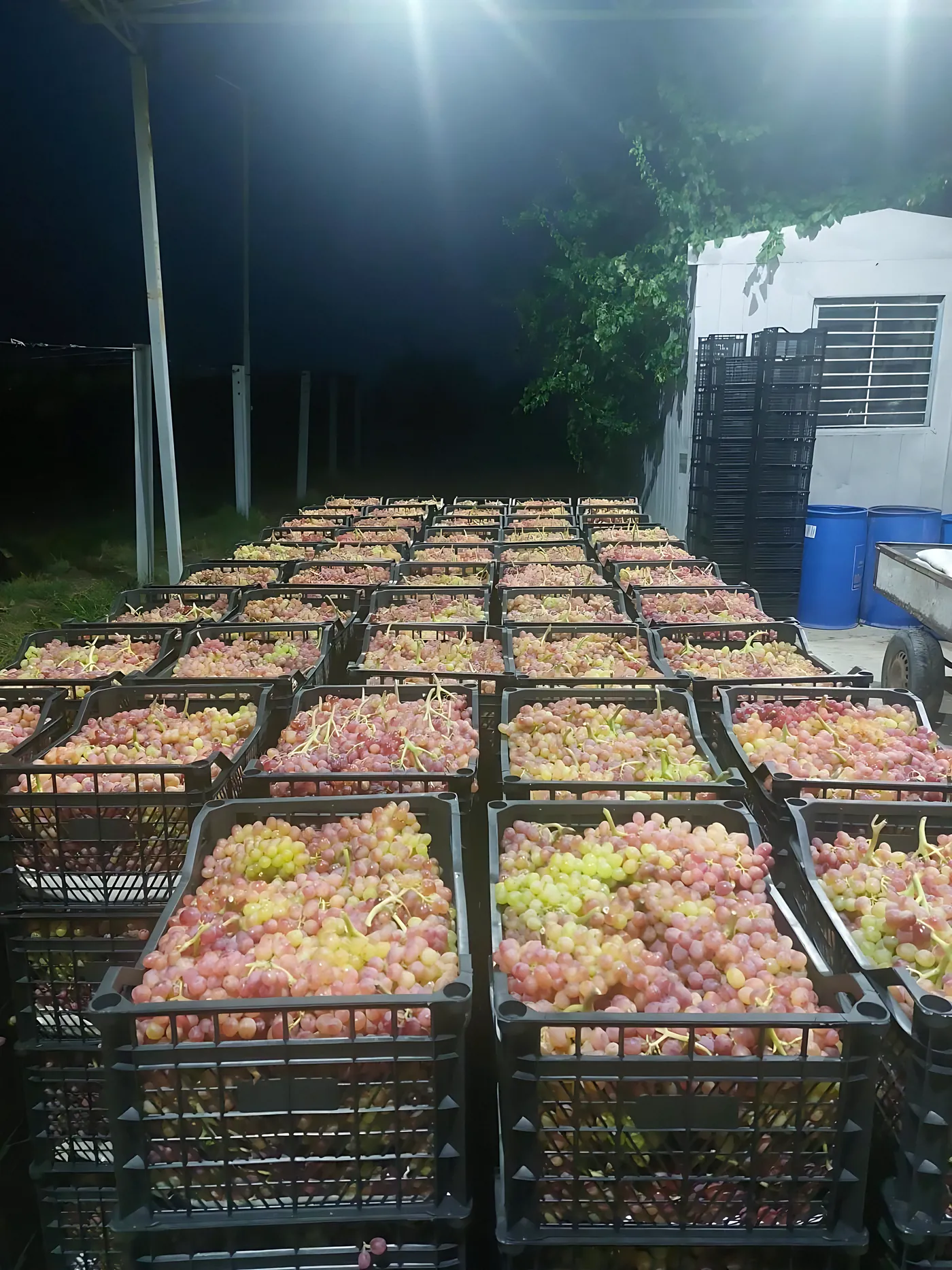 Dozens of full grape crates staged for loading under floodlights