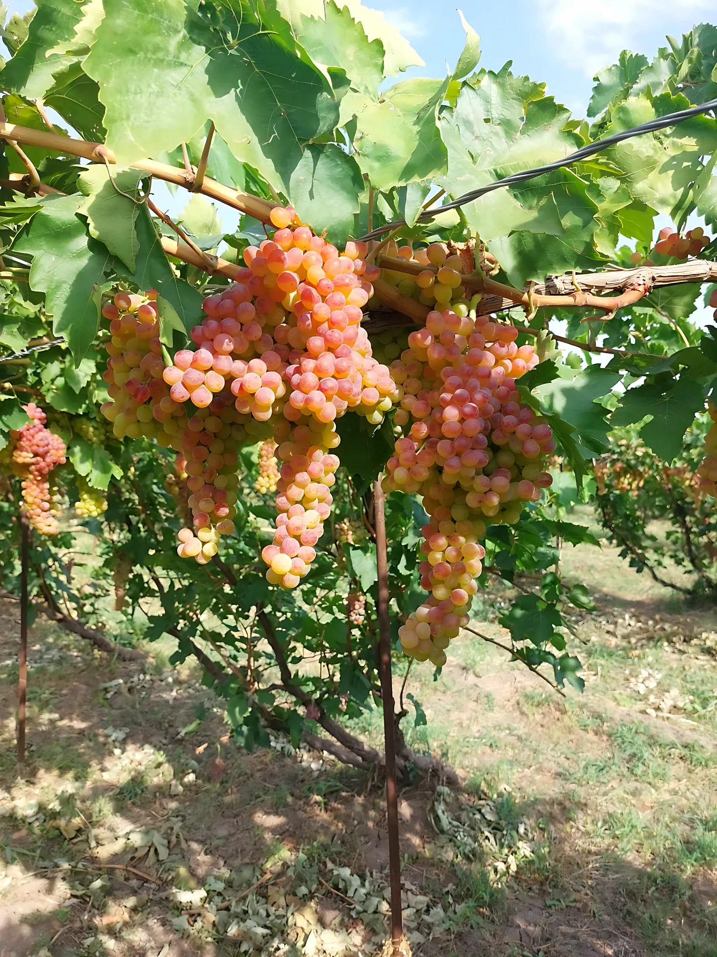 Large pink table-grape bunches ripening on the vine