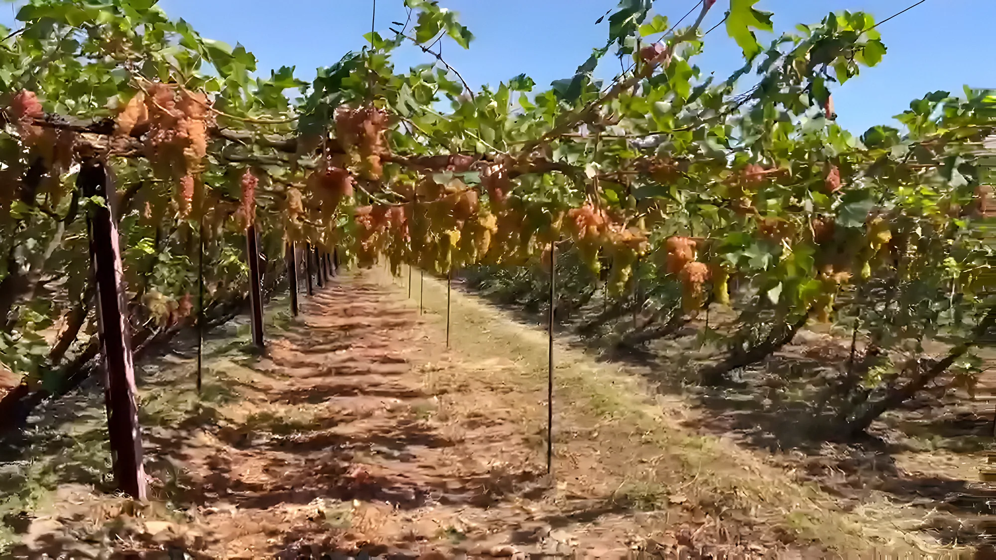 Rows of trellised table-grape vines with ripe bunches under a blue sky